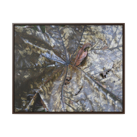 Rainforest Trails & Views - Gallery Canvas Wraps, Horizontal Frame - El Yunque National Forest - Puerto Rico - A closeup of the Yagrumo Tree leaves - white below - Green Forest Home