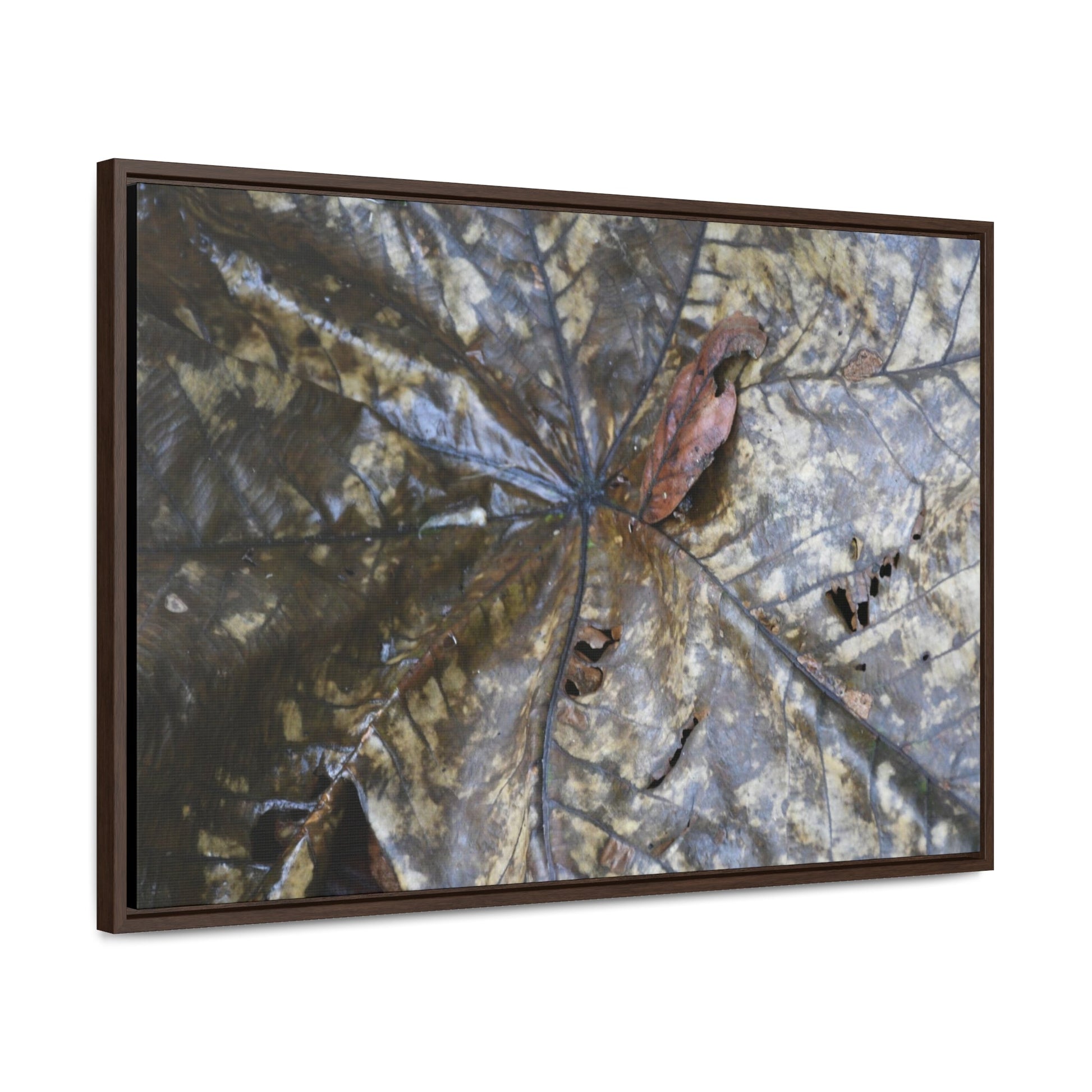 Rainforest Trails & Views - Gallery Canvas Wraps, Horizontal Frame - El Yunque National Forest - Puerto Rico - A closeup of the Yagrumo Tree leaves - white below - Green Forest Home