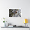Rainforest Trails & Views - Gallery Canvas Wraps, Horizontal Frame - El Yunque National Forest - Puerto Rico - A closeup of the Yagrumo Tree leaves - white below - Green Forest Home