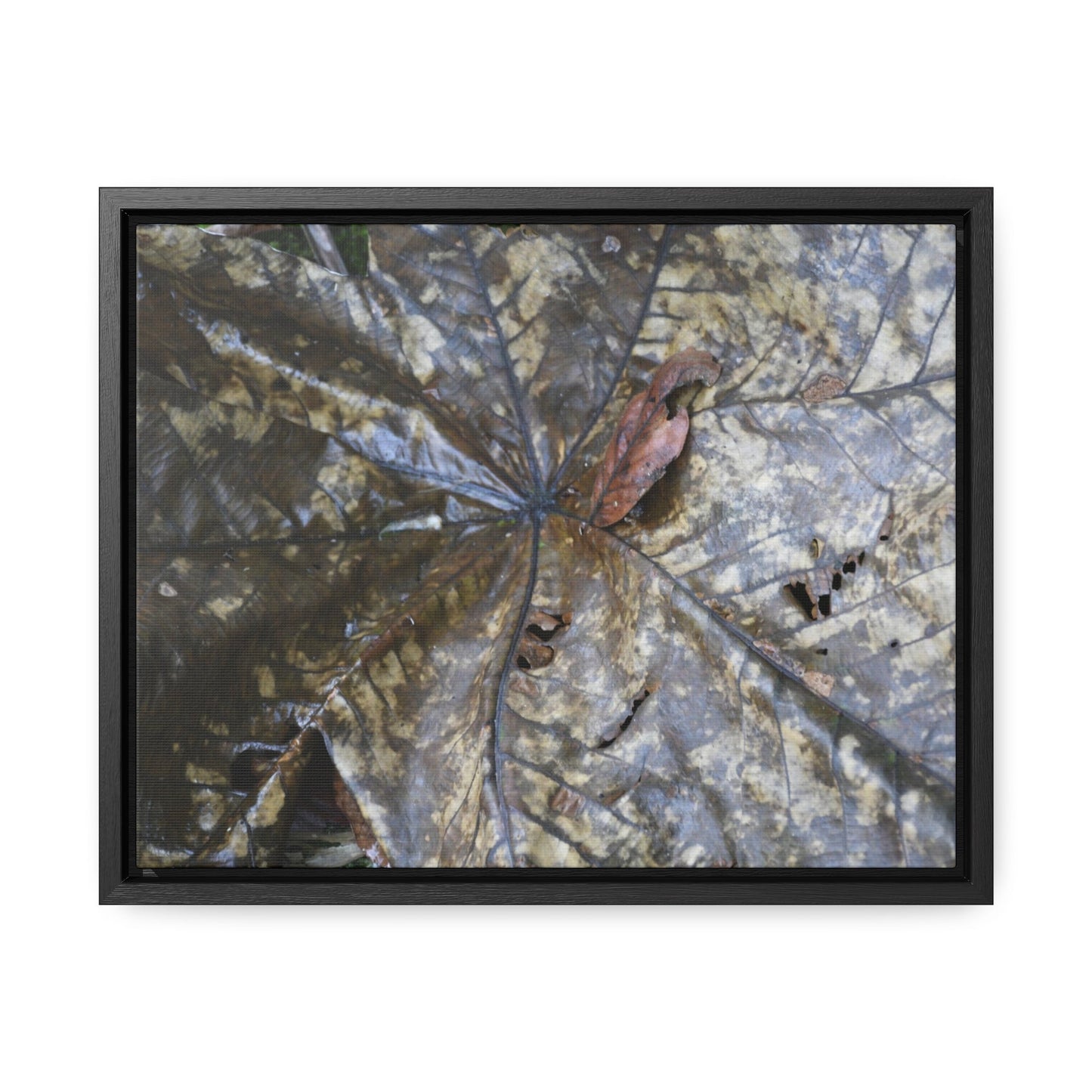 Rainforest Trails & Views - Gallery Canvas Wraps, Horizontal Frame - El Yunque National Forest - Puerto Rico - A closeup of the Yagrumo Tree leaves - white below - Green Forest Home
