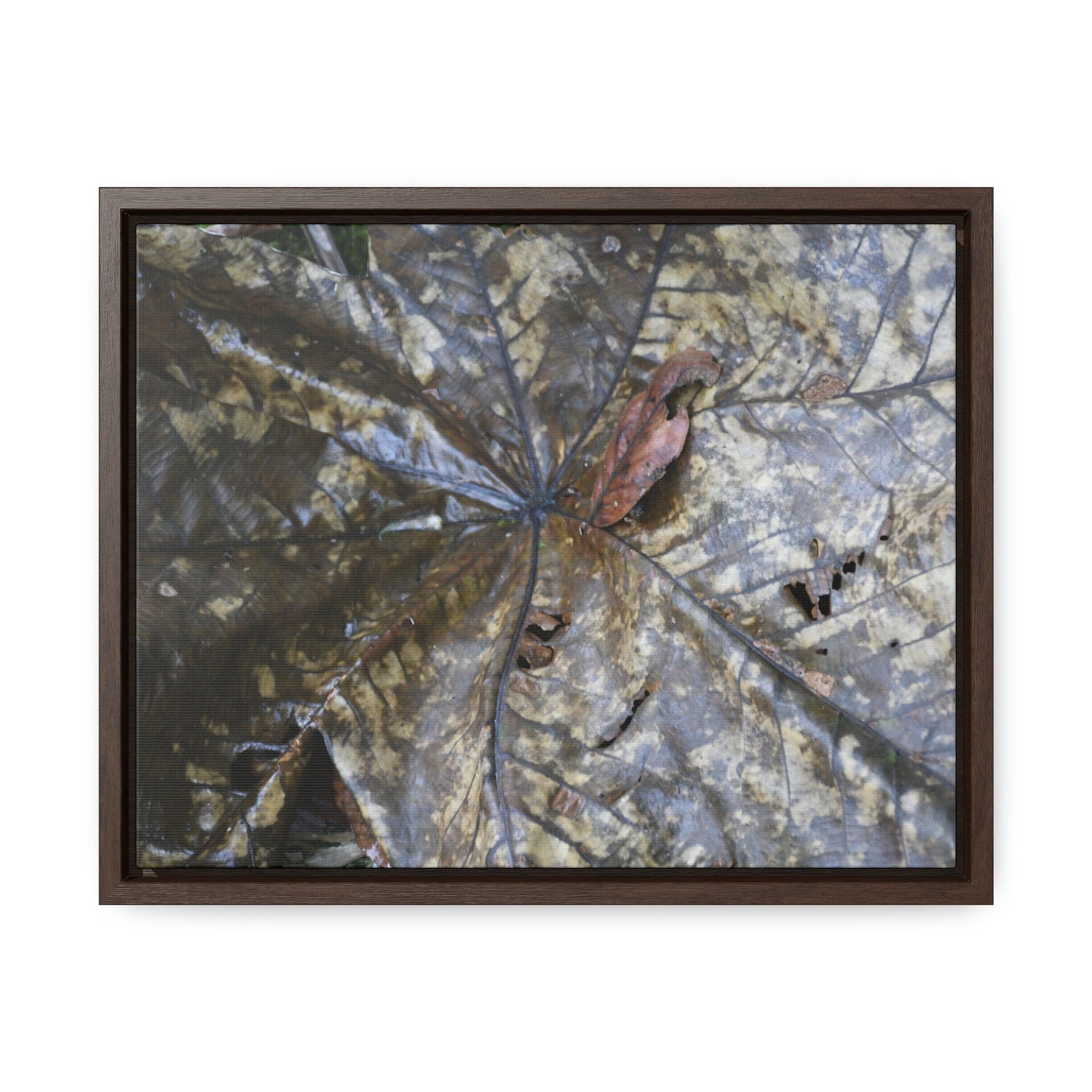Rainforest Trails & Views - Gallery Canvas Wraps, Horizontal Frame - El Yunque National Forest - Puerto Rico - A closeup of the Yagrumo Tree leaves - white below - Green Forest Home