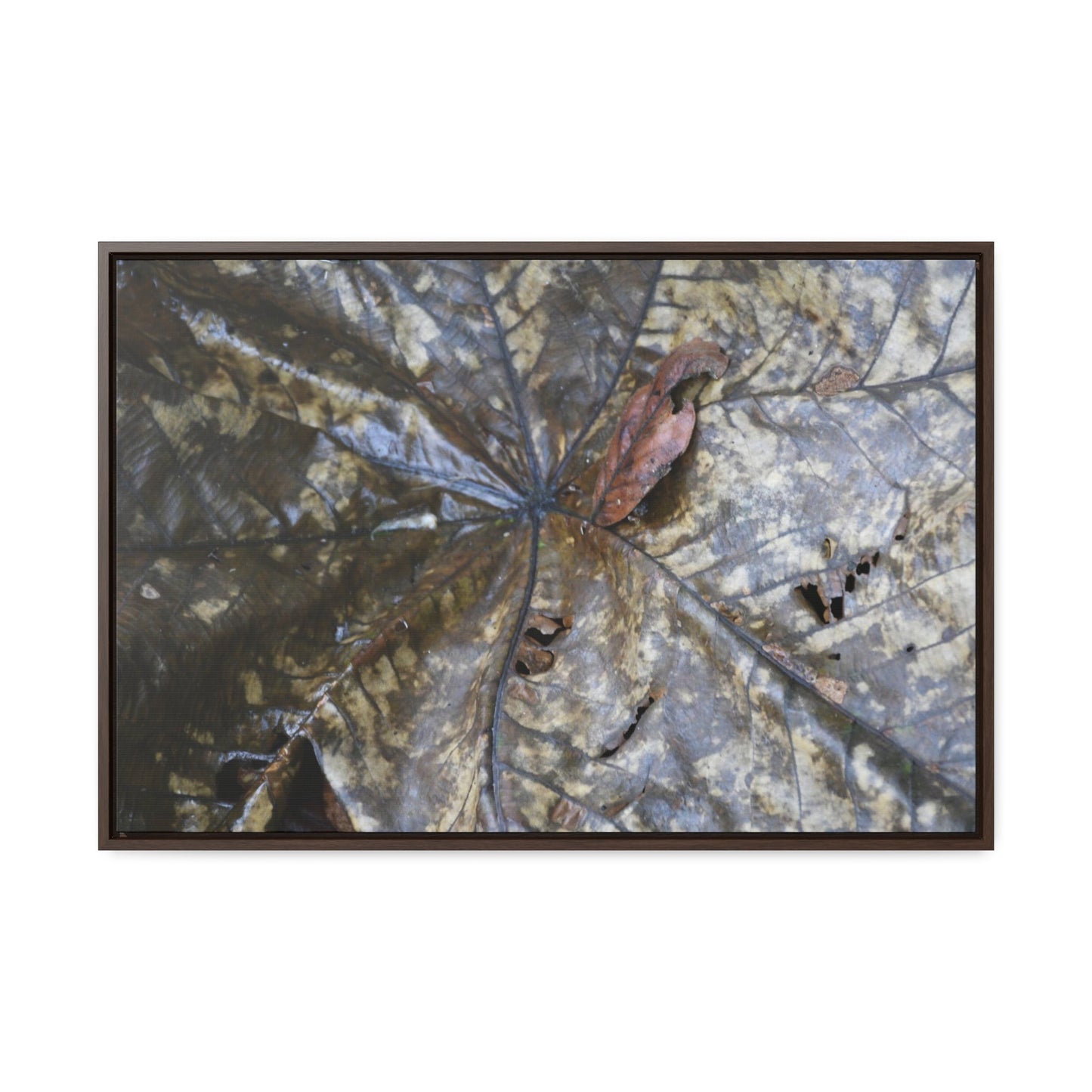 Rainforest Trails & Views - Gallery Canvas Wraps, Horizontal Frame - El Yunque National Forest - Puerto Rico - A closeup of the Yagrumo Tree leaves - white below - Green Forest Home