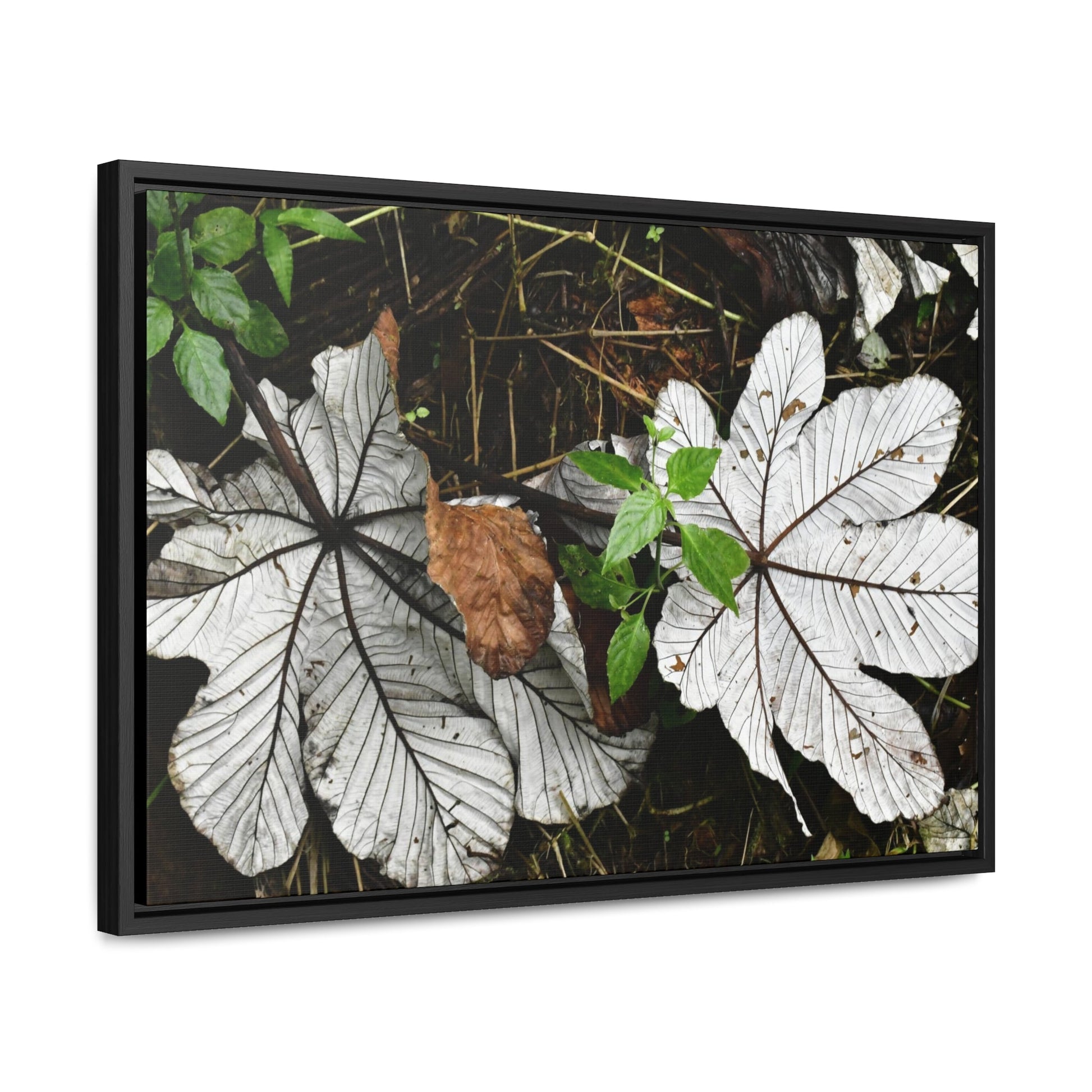 Rainforest Trails & Views - Gallery Canvas Wraps, Horizontal Frame - El Yunque National Forest - Puerto Rico - A decaying pair of Yagrumo leaves - which creates many patterns - Green Forest Home