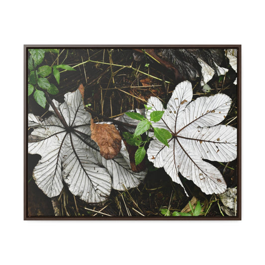 Rainforest Trails & Views - Gallery Canvas Wraps, Horizontal Frame - El Yunque National Forest - Puerto Rico - A decaying pair of Yagrumo leaves - which creates many patterns - Green Forest Home