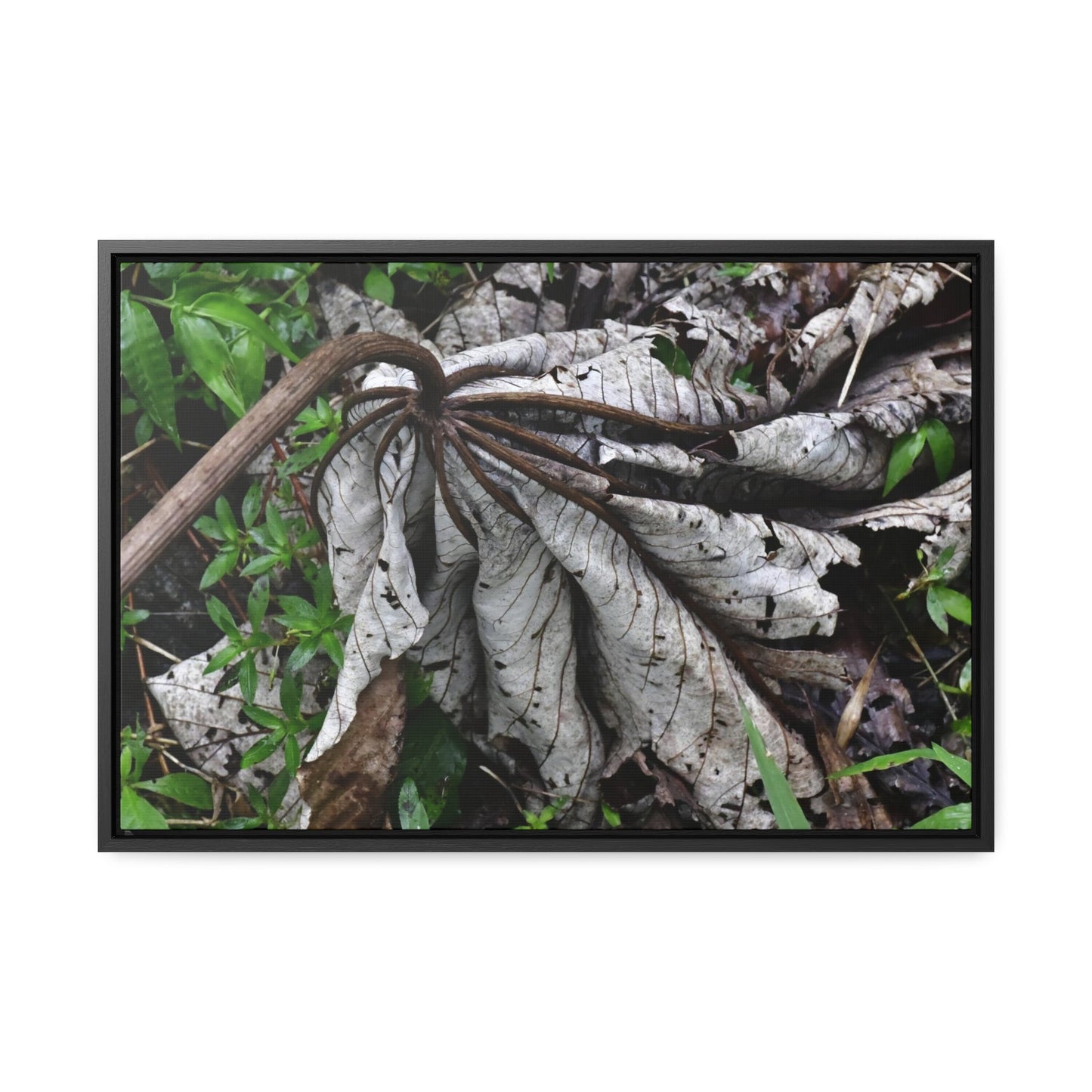 Rainforest Trails & Views - Gallery Canvas Wraps, Horizontal Frame - El Yunque National Forest - Puerto Rico - A decaying Yagrumo leaf - which creates many patterns - Green Forest Home