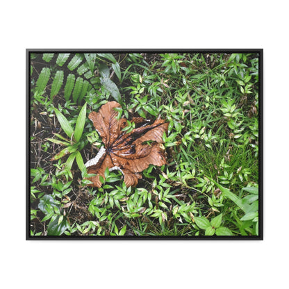 Rainforest Trails & Views - Gallery Canvas Wraps, Horizontal Frame - El Yunque National Forest - Puerto Rico - A decaying Yagrumo leaf - which creates many patterns - Green Forest Home