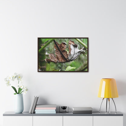 Rainforest Trails & Views - Gallery Canvas Wraps, Horizontal Frame - El Yunque National Forest - Puerto Rico - A decaying Yagrumo leaf - which creates many patterns - Green Forest Home