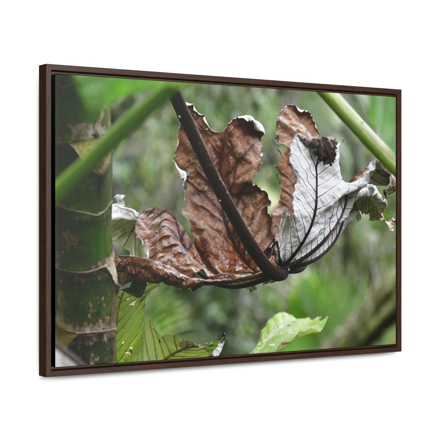 Rainforest Trails & Views - Gallery Canvas Wraps, Horizontal Frame - El Yunque National Forest - Puerto Rico - A decaying Yagrumo leaf - which creates many patterns - Green Forest Home