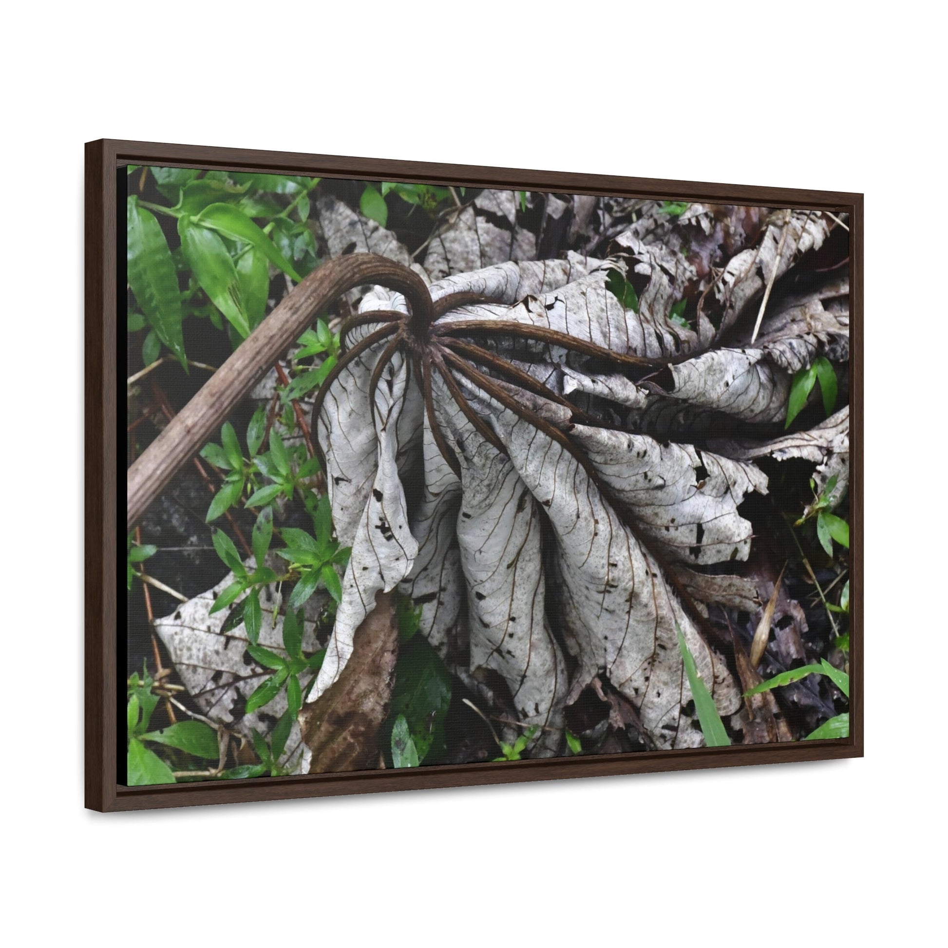 Rainforest Trails & Views - Gallery Canvas Wraps, Horizontal Frame - El Yunque National Forest - Puerto Rico - A decaying Yagrumo leaf - which creates many patterns - Green Forest Home