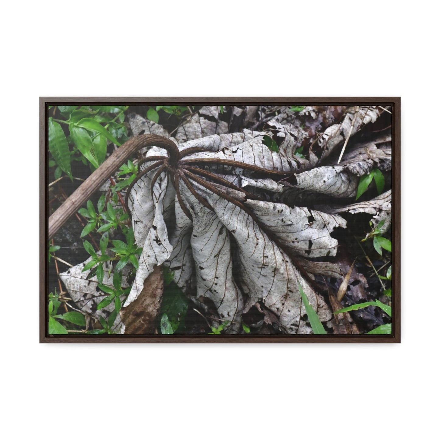 Rainforest Trails & Views - Gallery Canvas Wraps, Horizontal Frame - El Yunque National Forest - Puerto Rico - A decaying Yagrumo leaf - which creates many patterns - Green Forest Home