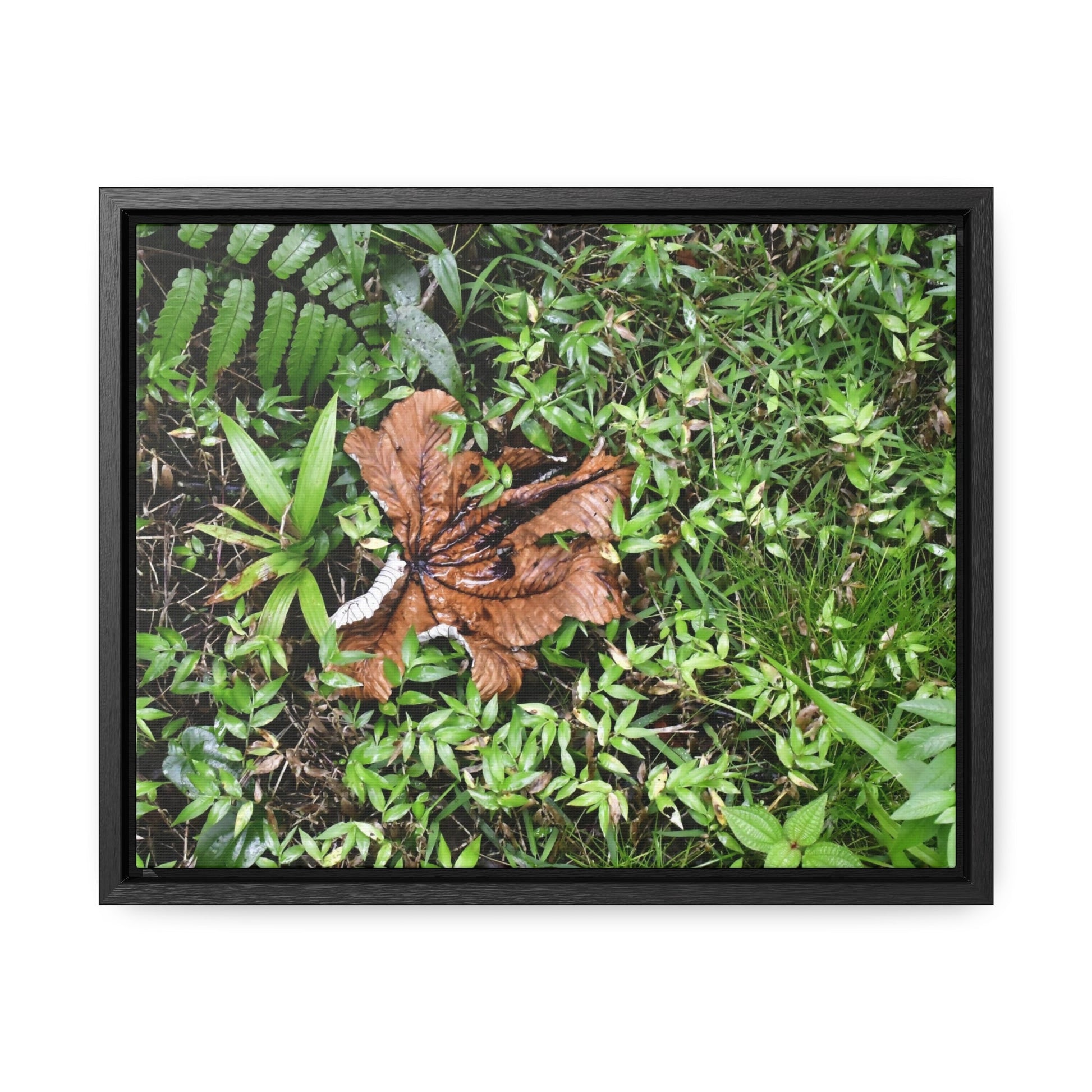 Rainforest Trails & Views - Gallery Canvas Wraps, Horizontal Frame - El Yunque National Forest - Puerto Rico - A decaying Yagrumo leaf - which creates many patterns - Green Forest Home
