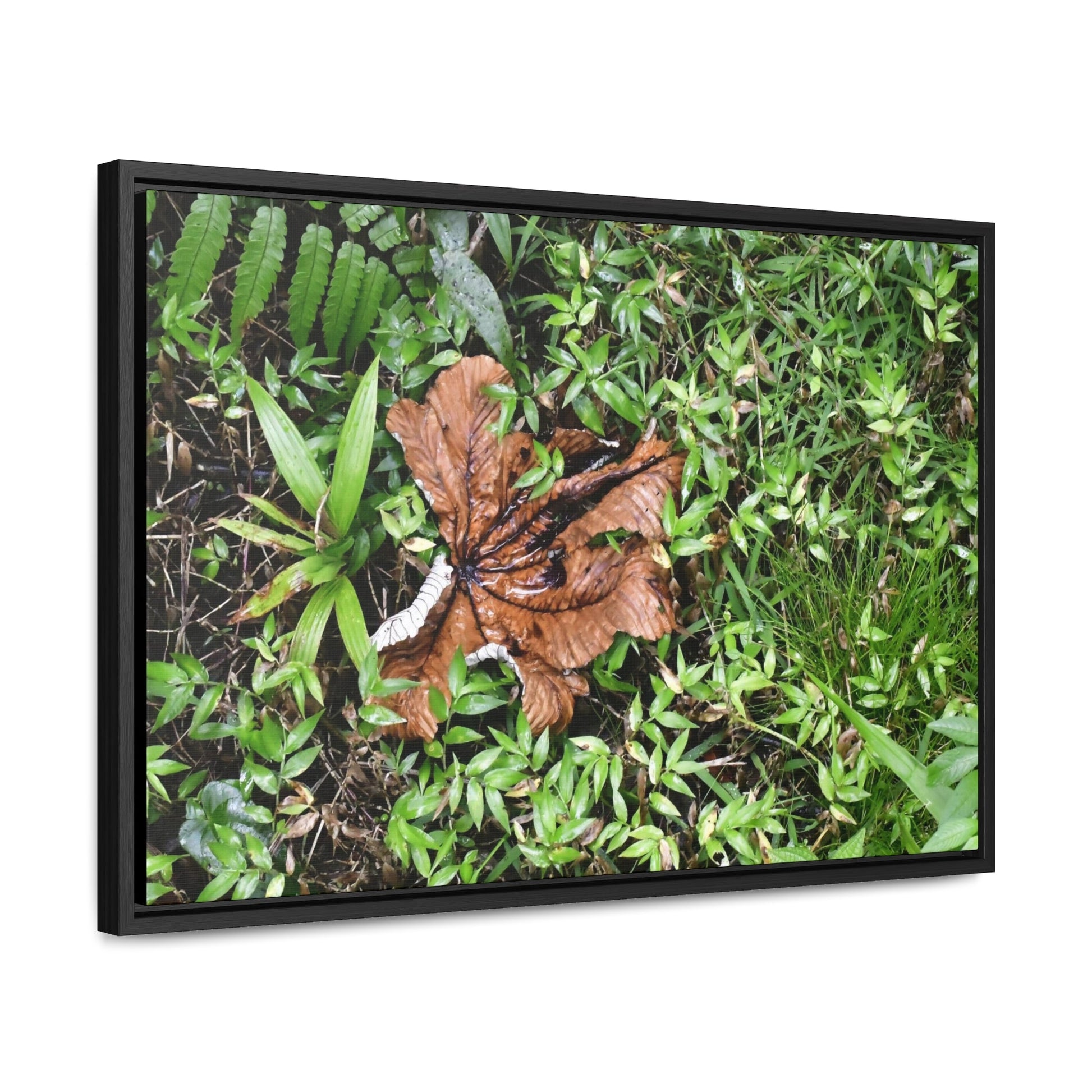 Rainforest Trails & Views - Gallery Canvas Wraps, Horizontal Frame - El Yunque National Forest - Puerto Rico - A decaying Yagrumo leaf - which creates many patterns - Green Forest Home