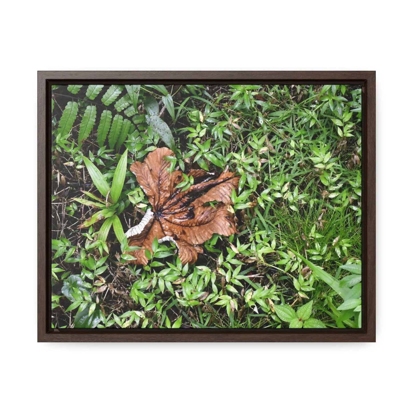 Rainforest Trails & Views - Gallery Canvas Wraps, Horizontal Frame - El Yunque National Forest - Puerto Rico - A decaying Yagrumo leaf - which creates many patterns - Green Forest Home