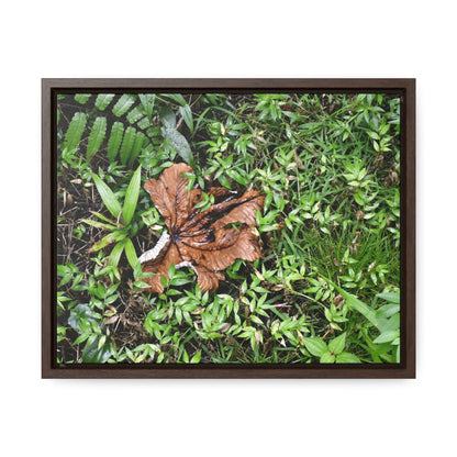 Rainforest Trails & Views - Gallery Canvas Wraps, Horizontal Frame - El Yunque National Forest - Puerto Rico - A decaying Yagrumo leaf - which creates many patterns - Green Forest Home
