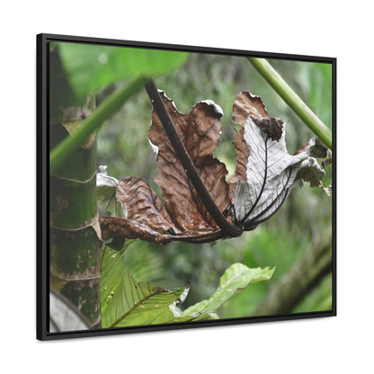 Rainforest Trails & Views - Gallery Canvas Wraps, Horizontal Frame - El Yunque National Forest - Puerto Rico - A decaying Yagrumo leaf - which creates many patterns - Green Forest Home