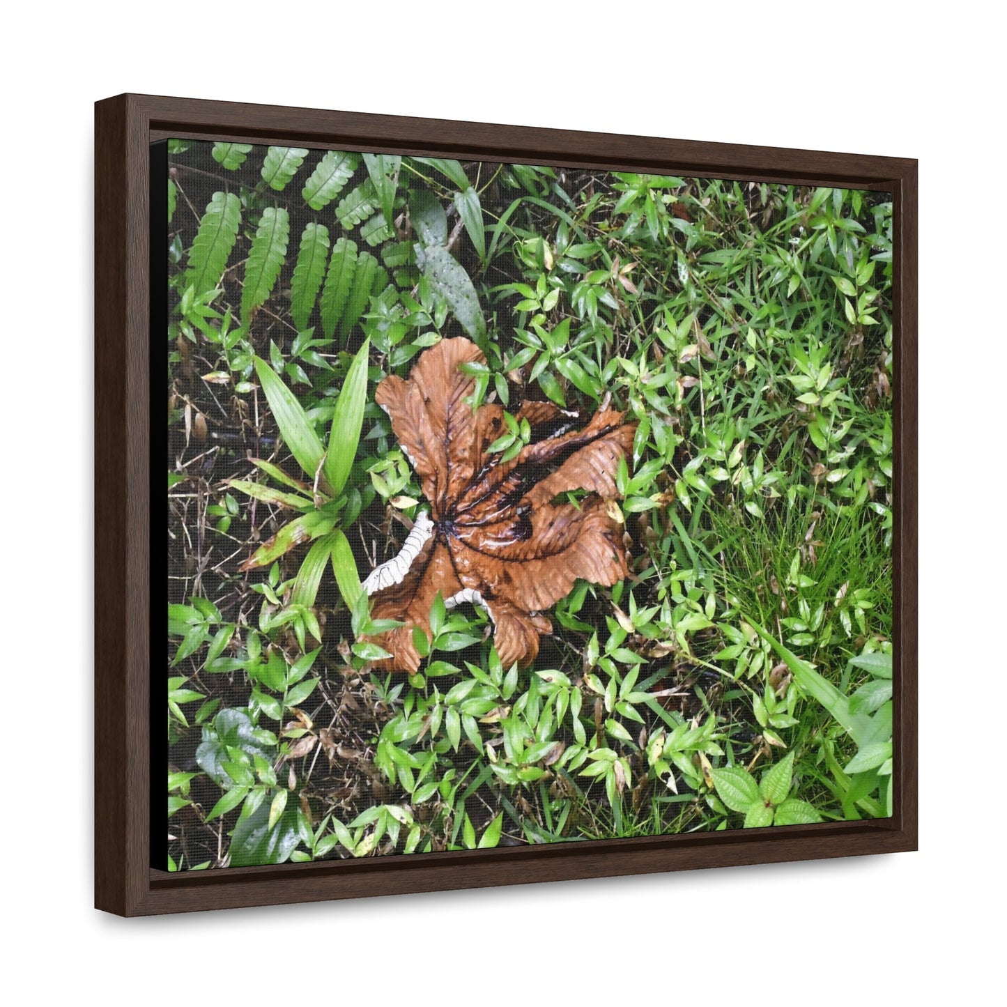 Rainforest Trails & Views - Gallery Canvas Wraps, Horizontal Frame - El Yunque National Forest - Puerto Rico - A decaying Yagrumo leaf - which creates many patterns - Green Forest Home