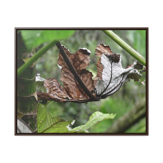 Rainforest Trails & Views - Gallery Canvas Wraps, Horizontal Frame - El Yunque National Forest - Puerto Rico - A decaying Yagrumo leaf - which creates many patterns - Green Forest Home