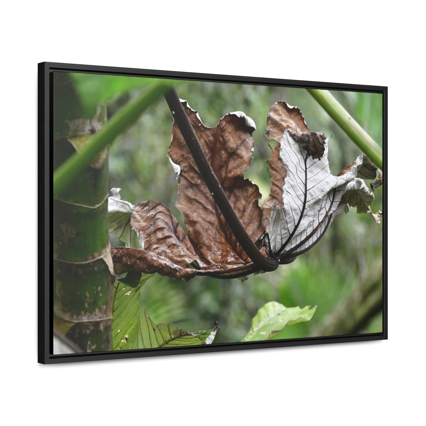 Rainforest Trails & Views - Gallery Canvas Wraps, Horizontal Frame - El Yunque National Forest - Puerto Rico - A decaying Yagrumo leaf - which creates many patterns - Green Forest Home