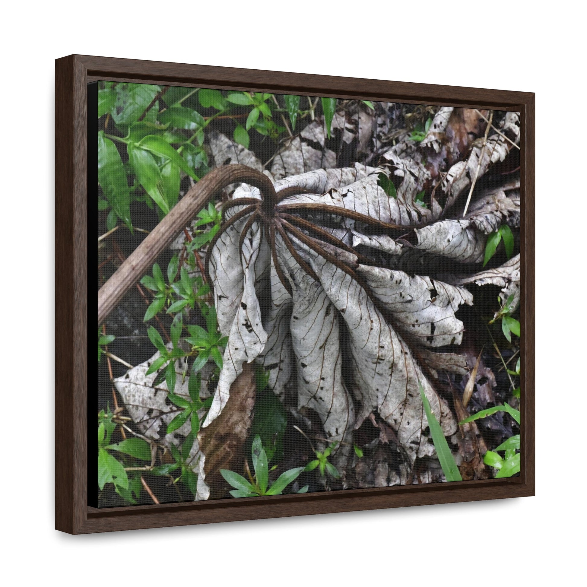 Rainforest Trails & Views - Gallery Canvas Wraps, Horizontal Frame - El Yunque National Forest - Puerto Rico - A decaying Yagrumo leaf - which creates many patterns - Green Forest Home