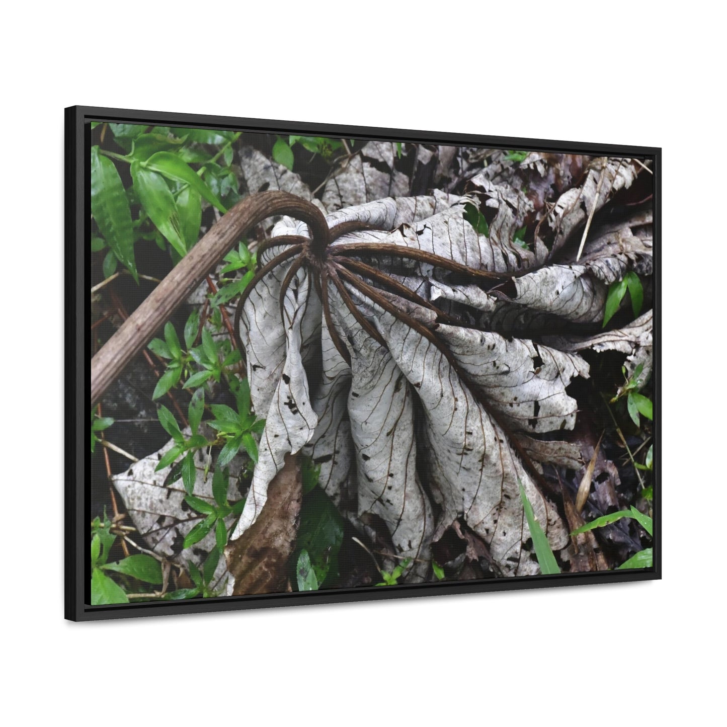Rainforest Trails & Views - Gallery Canvas Wraps, Horizontal Frame - El Yunque National Forest - Puerto Rico - A decaying Yagrumo leaf - which creates many patterns - Green Forest Home