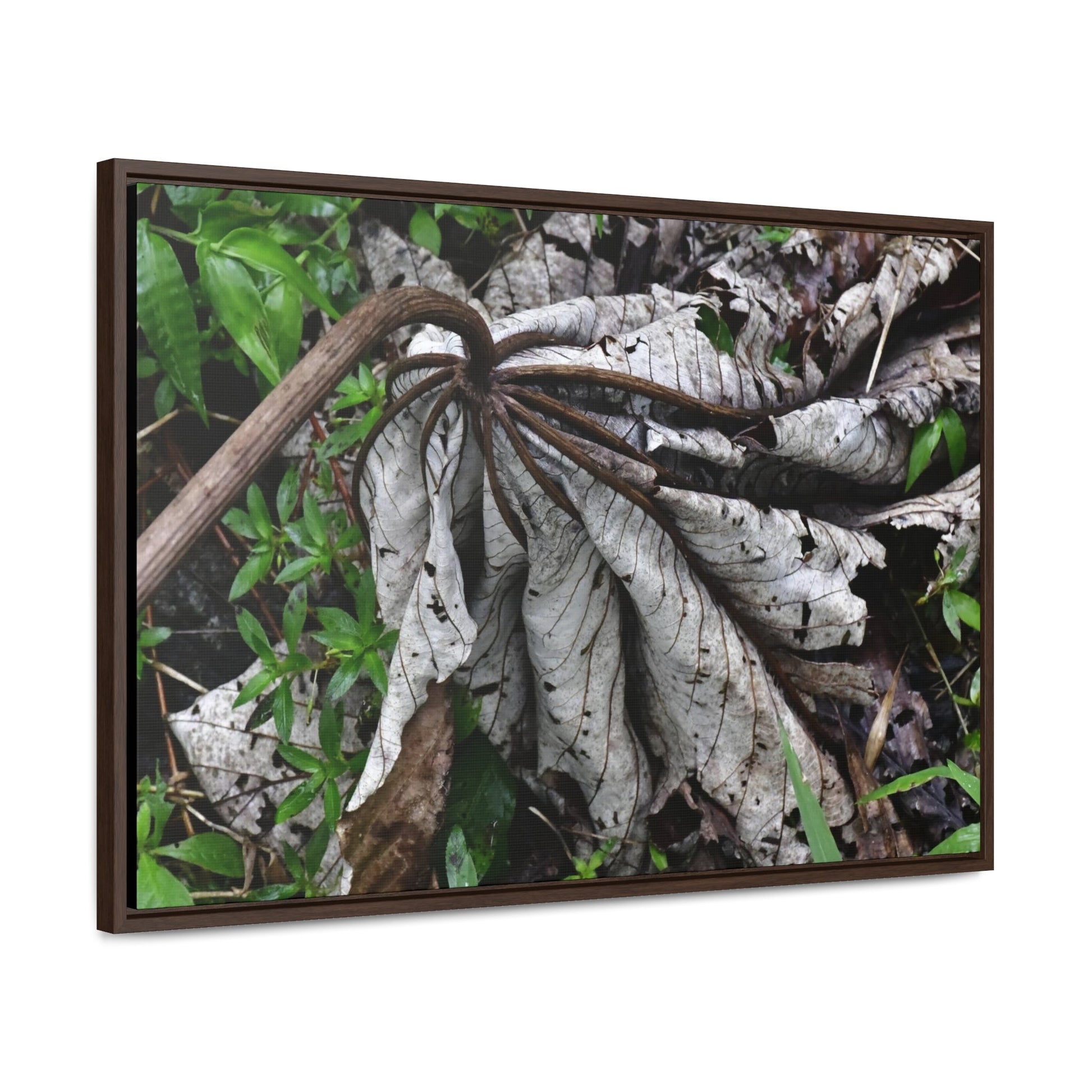 Rainforest Trails & Views - Gallery Canvas Wraps, Horizontal Frame - El Yunque National Forest - Puerto Rico - A decaying Yagrumo leaf - which creates many patterns - Green Forest Home