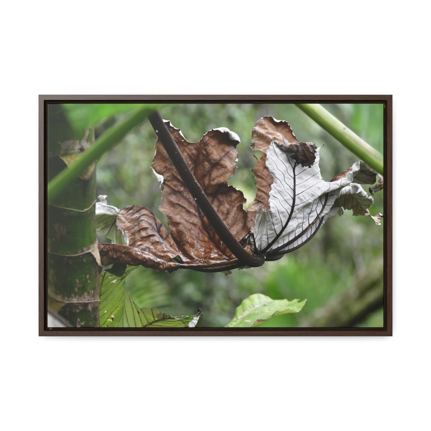 Rainforest Trails & Views - Gallery Canvas Wraps, Horizontal Frame - El Yunque National Forest - Puerto Rico - A decaying Yagrumo leaf - which creates many patterns - Green Forest Home