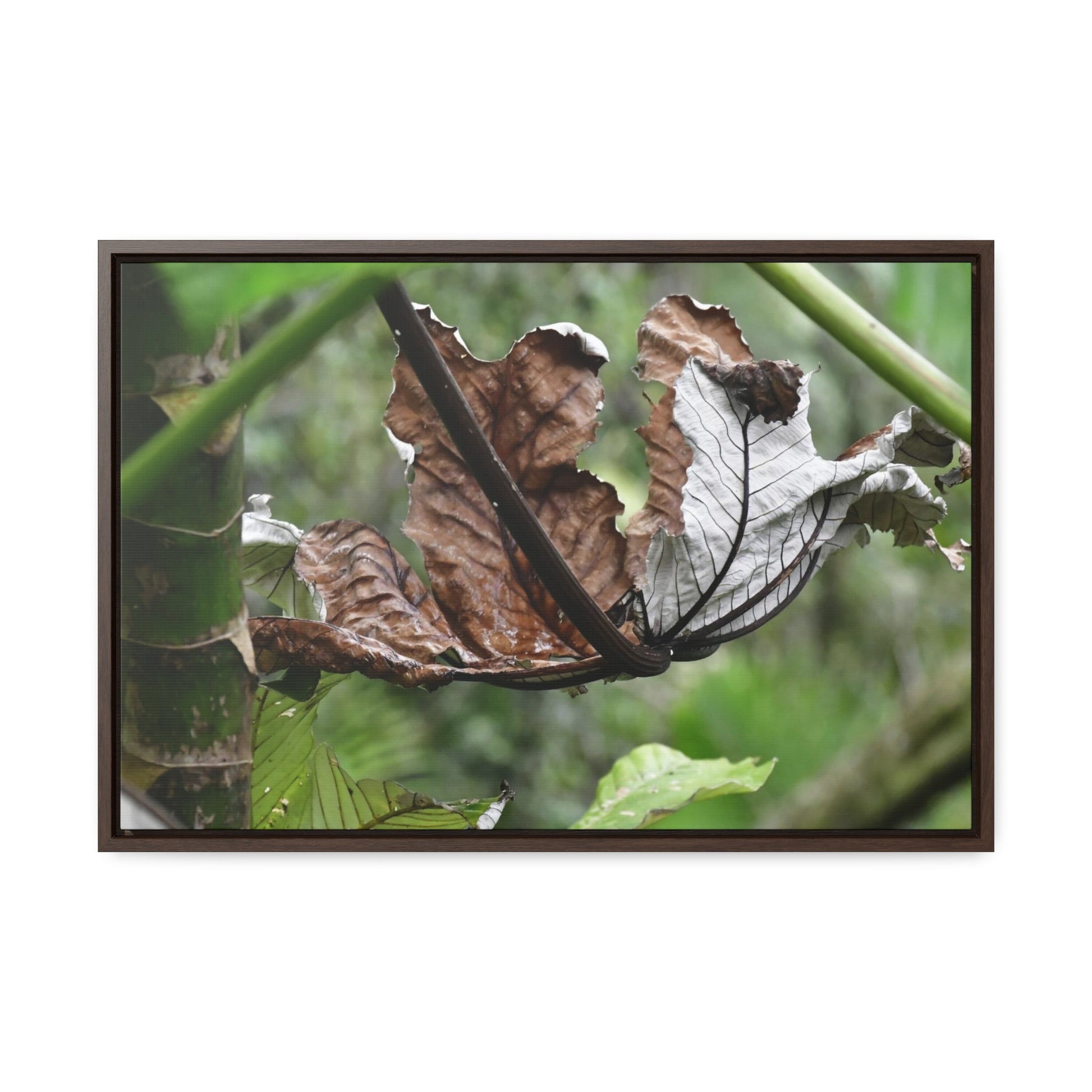 Rainforest Trails & Views - Gallery Canvas Wraps, Horizontal Frame - El Yunque National Forest - Puerto Rico - A decaying Yagrumo leaf - which creates many patterns - Green Forest Home