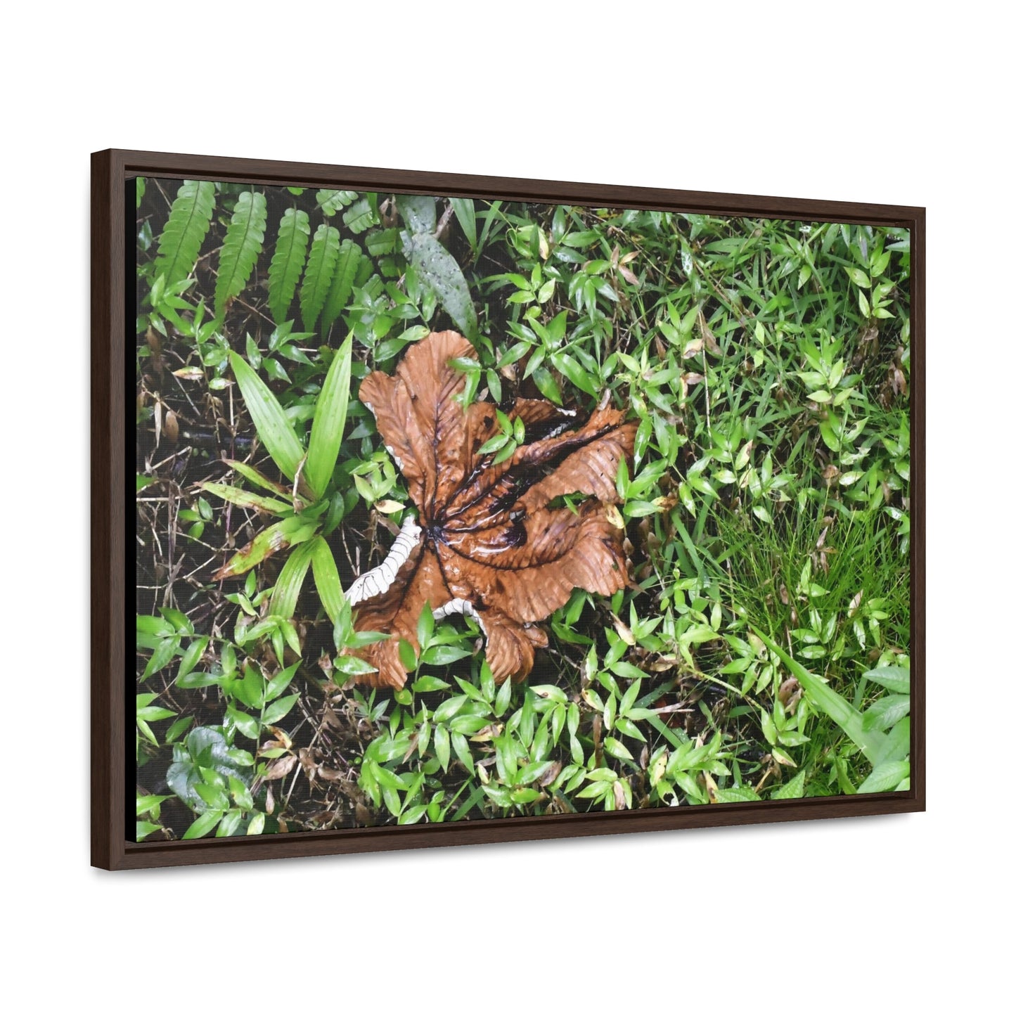 Rainforest Trails & Views - Gallery Canvas Wraps, Horizontal Frame - El Yunque National Forest - Puerto Rico - A decaying Yagrumo leaf - which creates many patterns - Green Forest Home