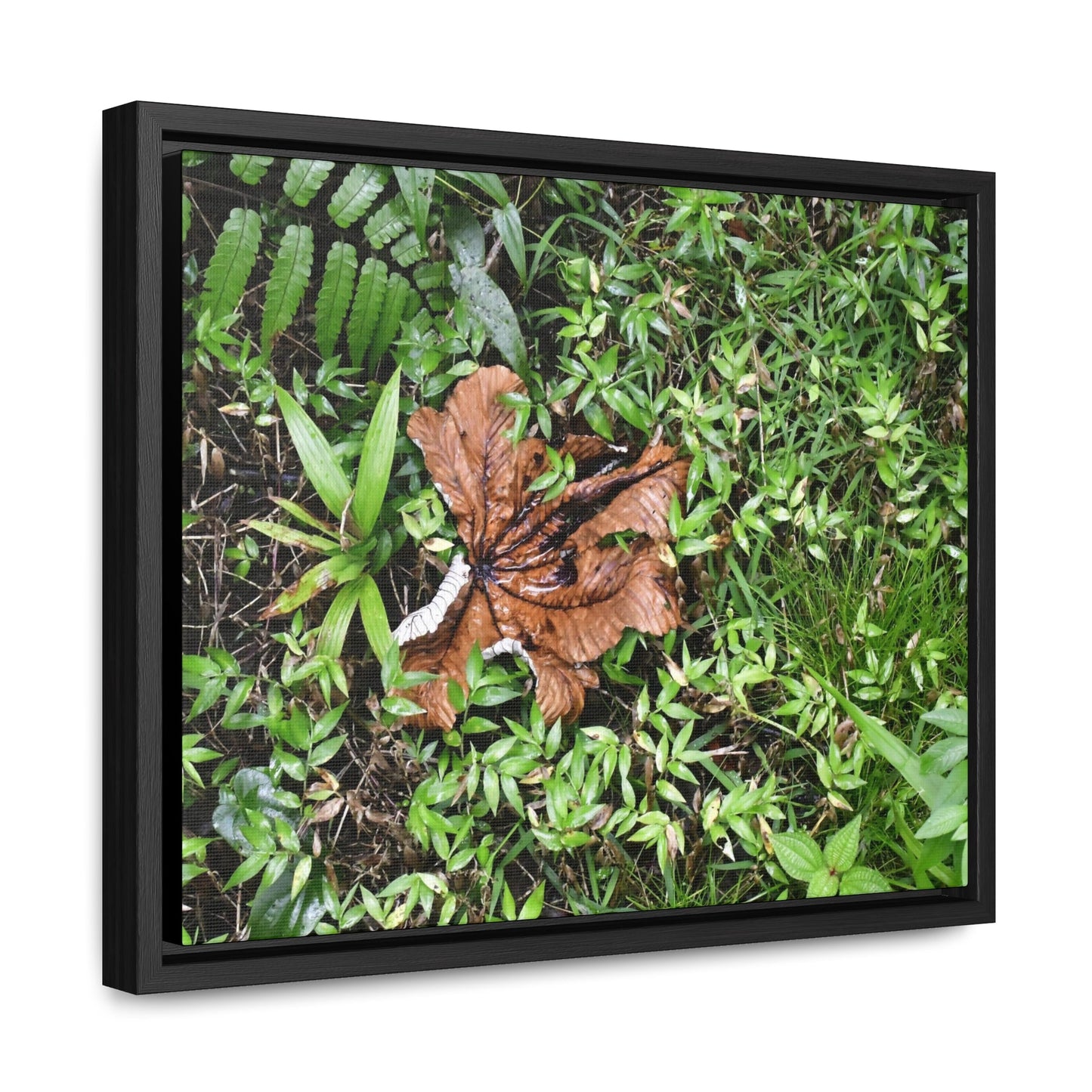 Rainforest Trails & Views - Gallery Canvas Wraps, Horizontal Frame - El Yunque National Forest - Puerto Rico - A decaying Yagrumo leaf - which creates many patterns - Green Forest Home