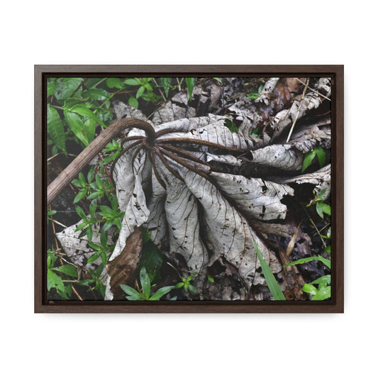 Rainforest Trails & Views - Gallery Canvas Wraps, Horizontal Frame - El Yunque National Forest - Puerto Rico - A decaying Yagrumo leaf - which creates many patterns - Green Forest Home