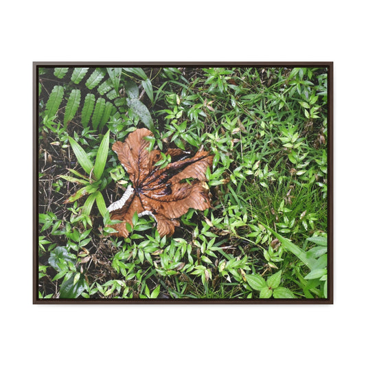 Rainforest Trails & Views - Gallery Canvas Wraps, Horizontal Frame - El Yunque National Forest - Puerto Rico - A decaying Yagrumo leaf - which creates many patterns - Green Forest Home