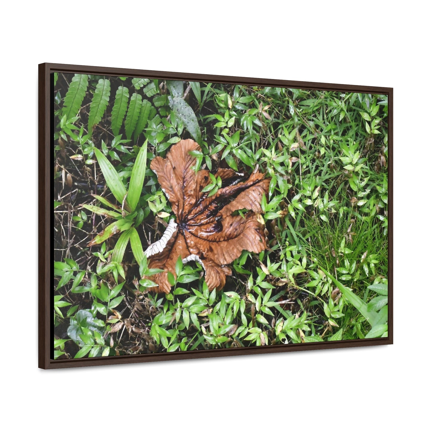 Rainforest Trails & Views - Gallery Canvas Wraps, Horizontal Frame - El Yunque National Forest - Puerto Rico - A decaying Yagrumo leaf - which creates many patterns - Green Forest Home