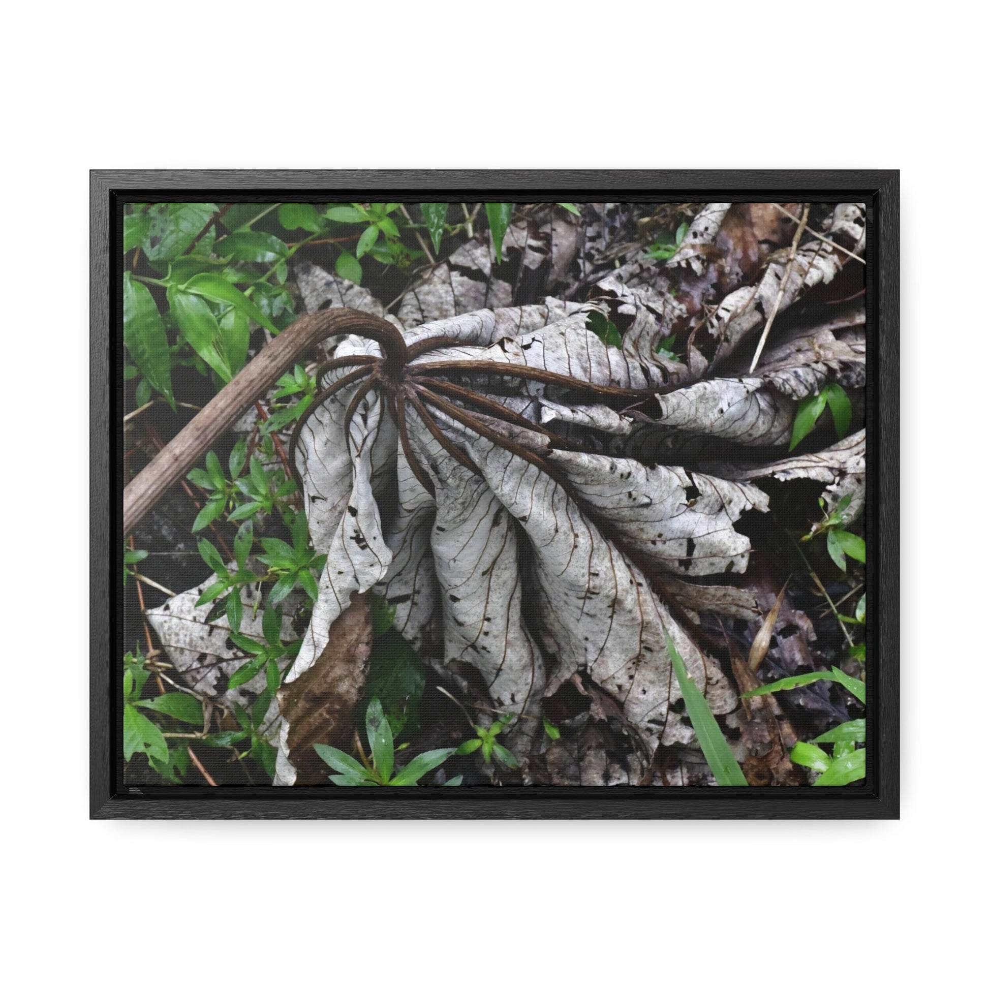 Rainforest Trails & Views - Gallery Canvas Wraps, Horizontal Frame - El Yunque National Forest - Puerto Rico - A decaying Yagrumo leaf - which creates many patterns - Green Forest Home