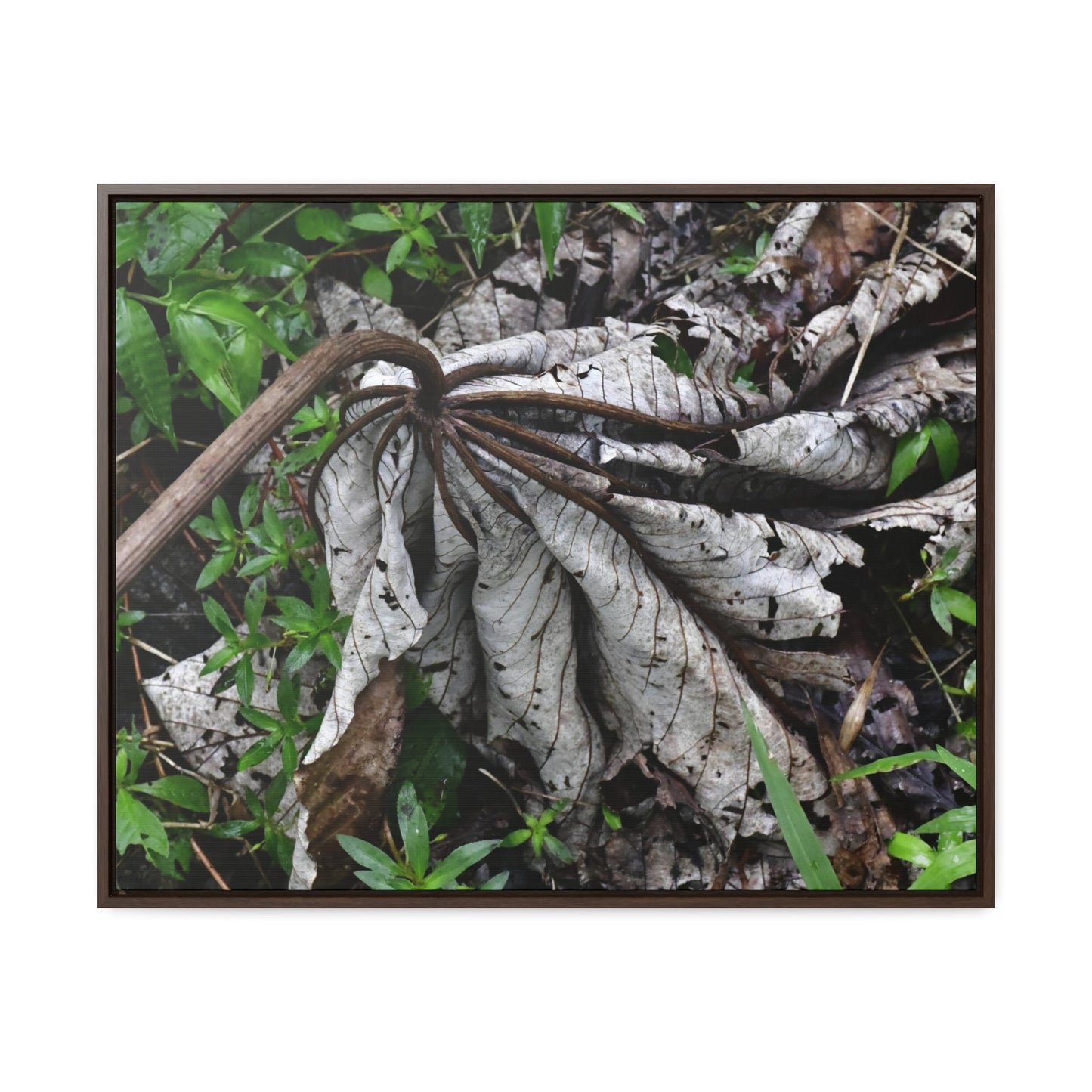 Rainforest Trails & Views - Gallery Canvas Wraps, Horizontal Frame - El Yunque National Forest - Puerto Rico - A decaying Yagrumo leaf - which creates many patterns - Green Forest Home