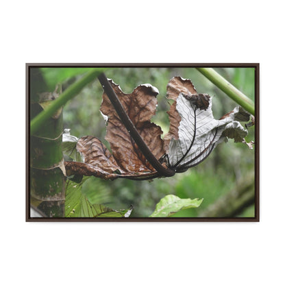 Rainforest Trails & Views - Gallery Canvas Wraps, Horizontal Frame - El Yunque National Forest - Puerto Rico - A decaying Yagrumo leaf - which creates many patterns - Green Forest Home