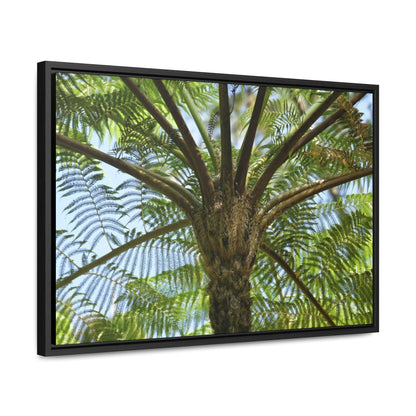 Rainforest Trails & Views - Gallery Canvas Wraps, Horizontal Frame - El Yunque National Forest - Puerto Rico - A Fern palm tree - an ancient tree - Green Forest Home