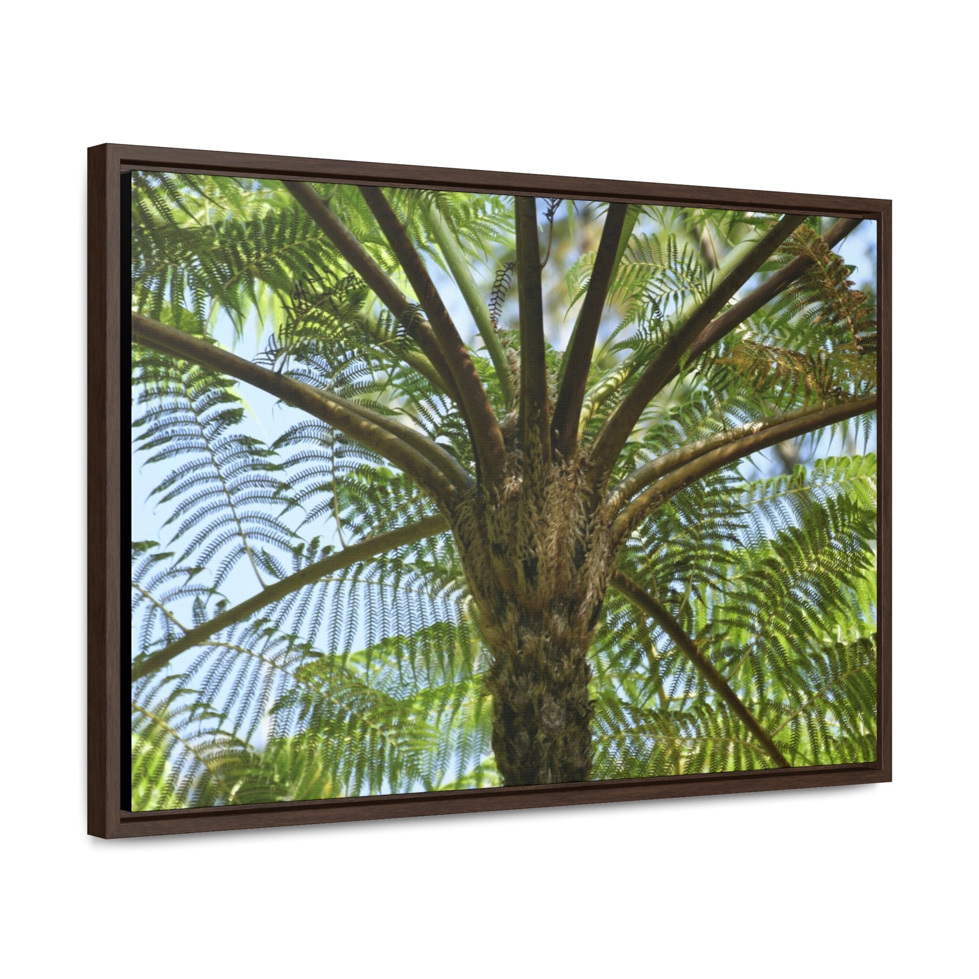 Rainforest Trails & Views - Gallery Canvas Wraps, Horizontal Frame - El Yunque National Forest - Puerto Rico - A Fern palm tree - an ancient tree - Green Forest Home