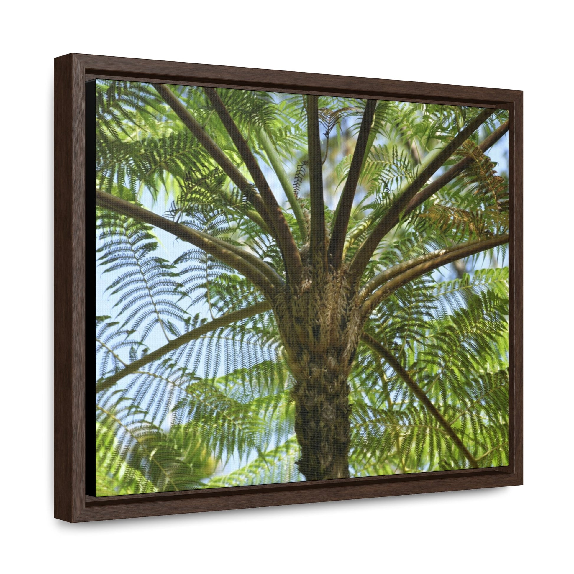 Rainforest Trails & Views - Gallery Canvas Wraps, Horizontal Frame - El Yunque National Forest - Puerto Rico - A Fern palm tree - an ancient tree - Green Forest Home