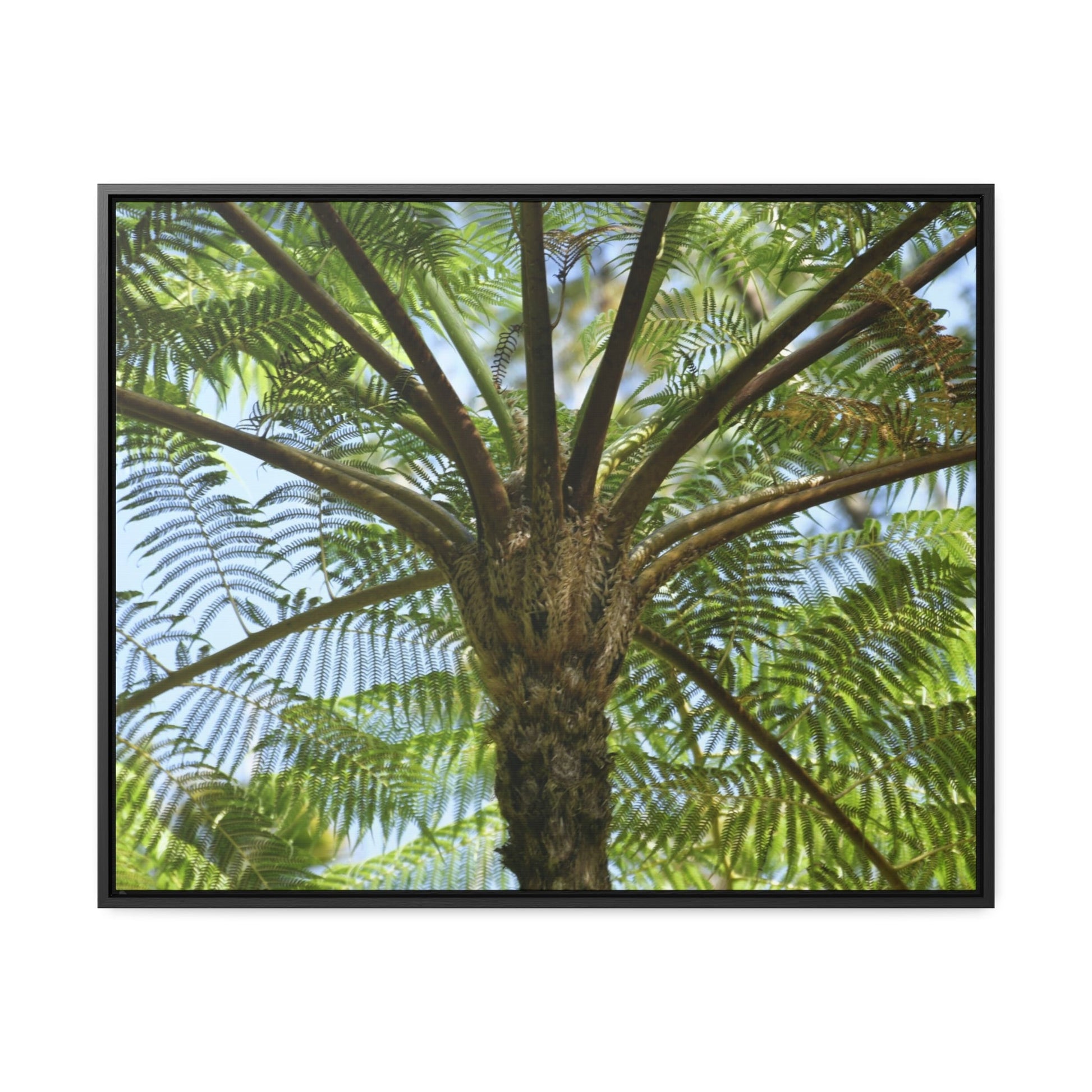 Rainforest Trails & Views - Gallery Canvas Wraps, Horizontal Frame - El Yunque National Forest - Puerto Rico - A Fern palm tree - an ancient tree - Green Forest Home