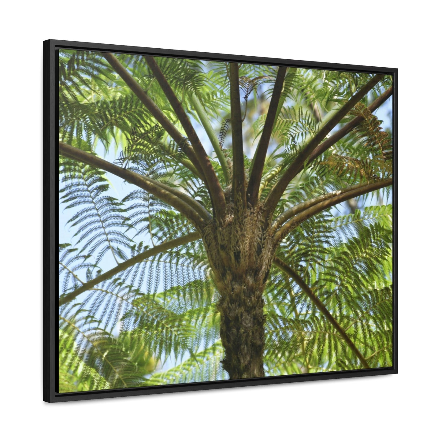 Rainforest Trails & Views - Gallery Canvas Wraps, Horizontal Frame - El Yunque National Forest - Puerto Rico - A Fern palm tree - an ancient tree - Green Forest Home