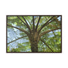 Rainforest Trails & Views - Gallery Canvas Wraps, Horizontal Frame - El Yunque National Forest - Puerto Rico - A Fern palm tree - an ancient tree - Green Forest Home