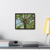 Rainforest Trails & Views - Gallery Canvas Wraps, Horizontal Frame - El Yunque National Forest - Puerto Rico - A Fern palm tree - an ancient tree - Green Forest Home