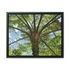 Rainforest Trails & Views - Gallery Canvas Wraps, Horizontal Frame - El Yunque National Forest - Puerto Rico - A Fern palm tree - an ancient tree - Green Forest Home