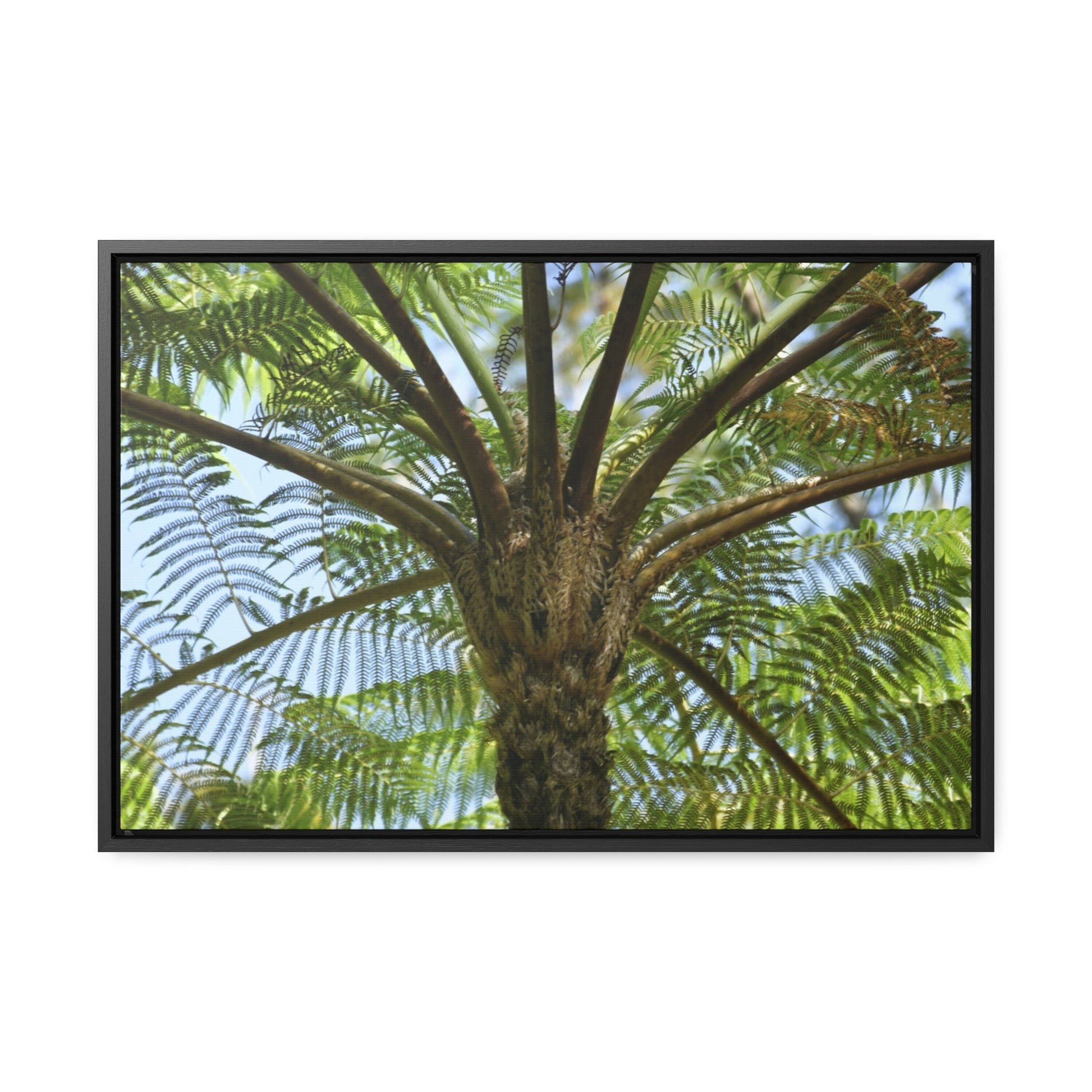 Rainforest Trails & Views - Gallery Canvas Wraps, Horizontal Frame - El Yunque National Forest - Puerto Rico - A Fern palm tree - an ancient tree - Green Forest Home