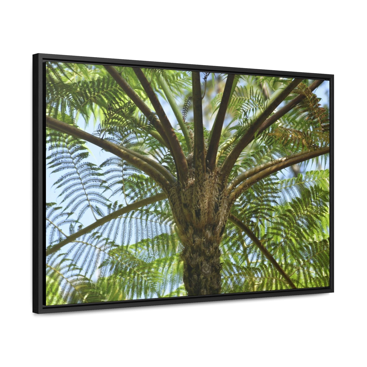 Rainforest Trails & Views - Gallery Canvas Wraps, Horizontal Frame - El Yunque National Forest - Puerto Rico - A Fern palm tree - an ancient tree - Green Forest Home