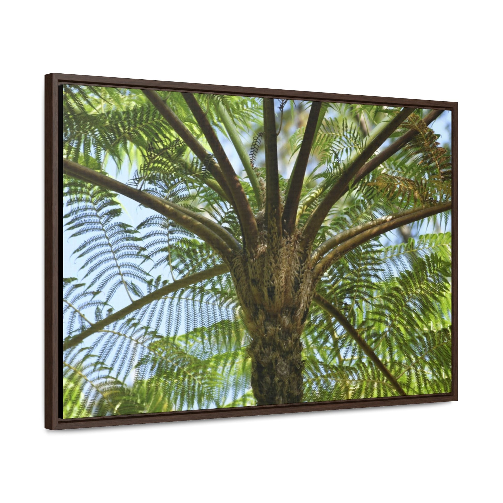 Rainforest Trails & Views - Gallery Canvas Wraps, Horizontal Frame - El Yunque National Forest - Puerto Rico - A Fern palm tree - an ancient tree - Green Forest Home