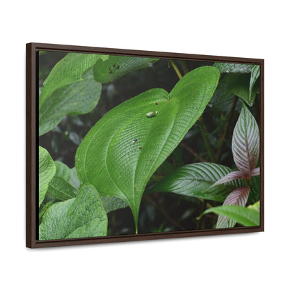 Rainforest Trails & Views - Gallery Canvas Wraps, Horizontal Frame - El Yunque National Forest - Puerto Rico - A few of El Yunque 250 plant species - Green Forest Home