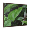 Rainforest Trails & Views - Gallery Canvas Wraps, Horizontal Frame - El Yunque National Forest - Puerto Rico - A few of El Yunque 250 plant species - Green Forest Home