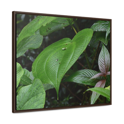 Rainforest Trails & Views - Gallery Canvas Wraps, Horizontal Frame - El Yunque National Forest - Puerto Rico - A few of El Yunque 250 plant species - Green Forest Home