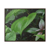 Rainforest Trails & Views - Gallery Canvas Wraps, Horizontal Frame - El Yunque National Forest - Puerto Rico - A few of El Yunque 250 plant species - Green Forest Home